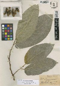 Image of Ficus begoniifolia