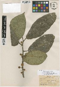 Image of Ficus fulvopilosa