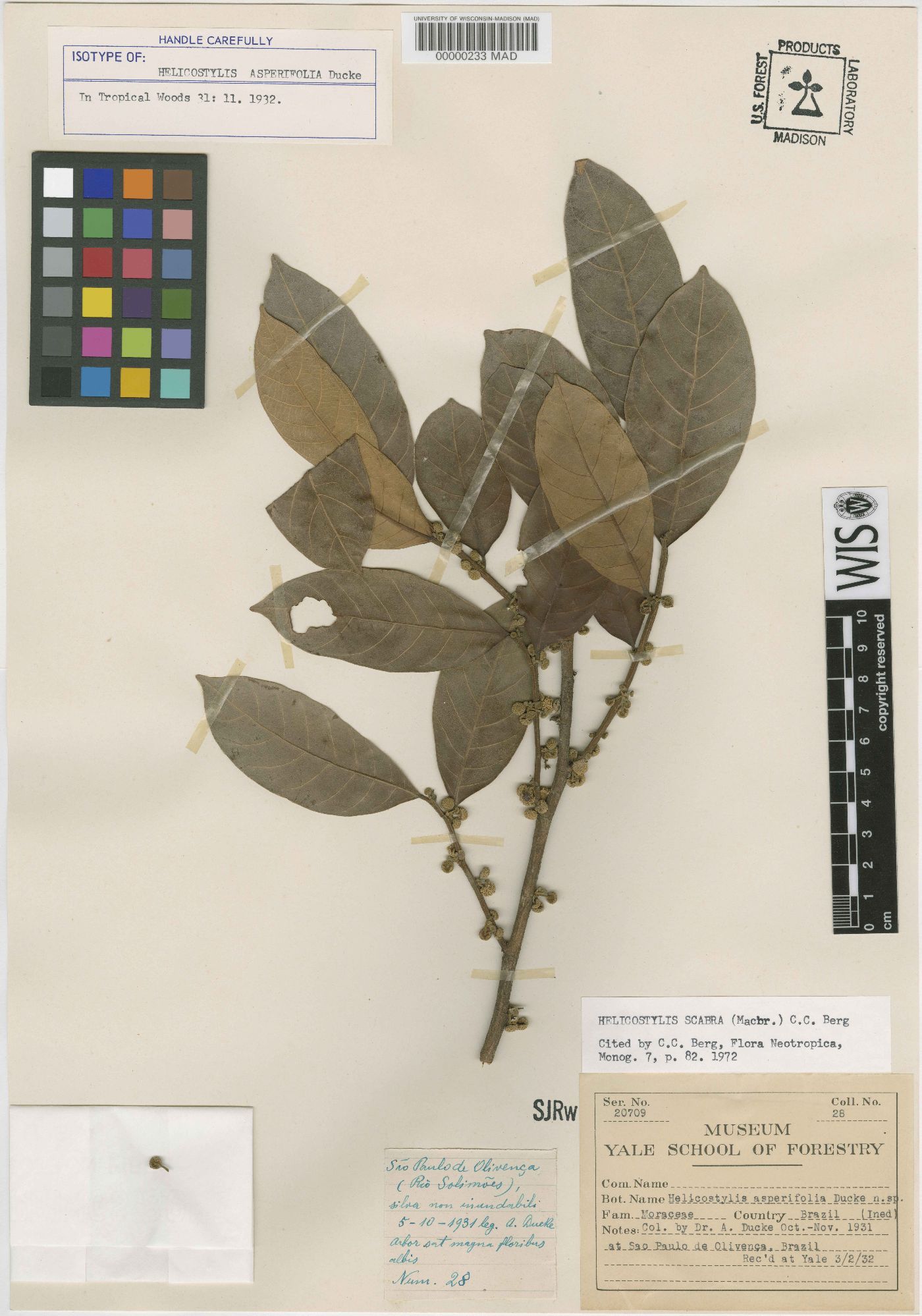 Helicostylis scabra image