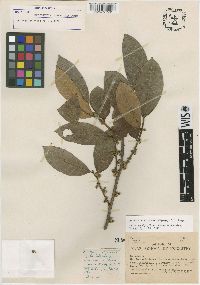 Media resource of Helicostylis scabra