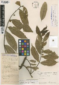 Media resource of Helicostylis tovarensis