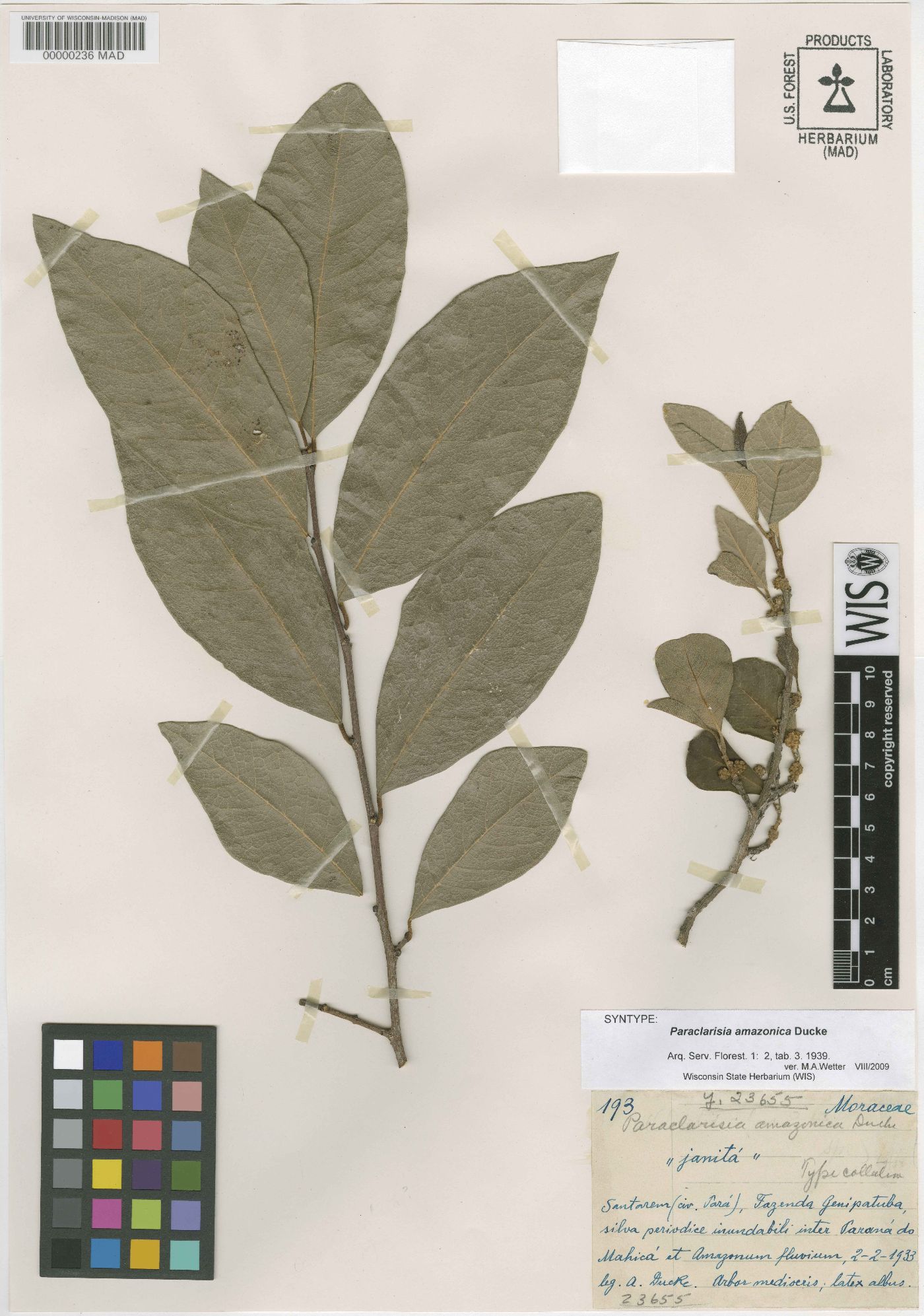 Sorocea duckei image