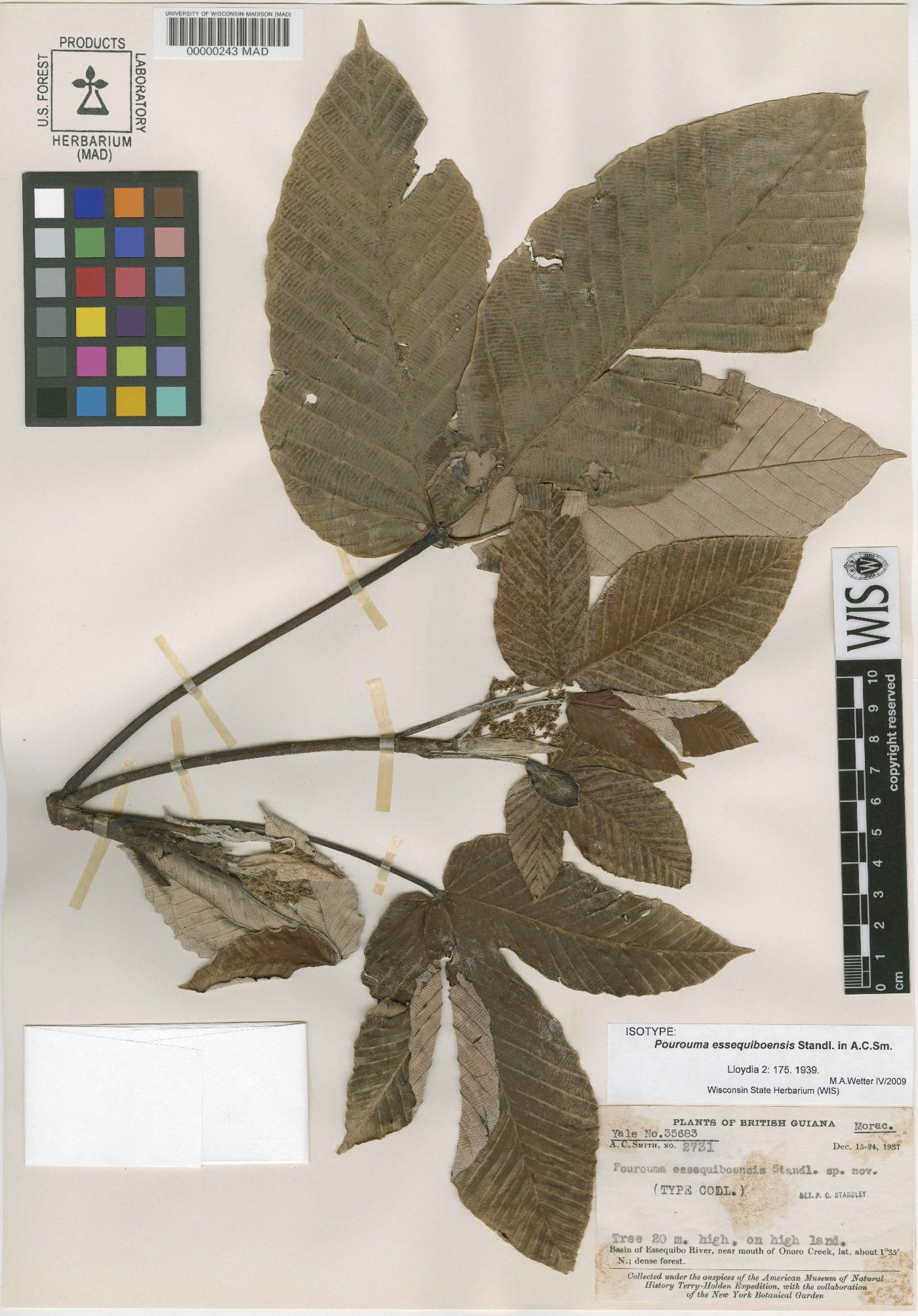Pourouma tomentosa subsp. essequiboensis image