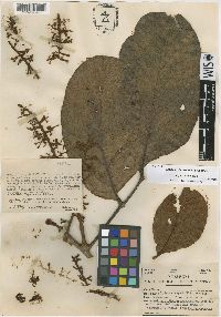 Image of Euplassa duquei