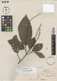 Coccoloba lehmannii image