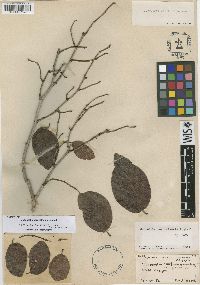 Coccoloba swartzii image