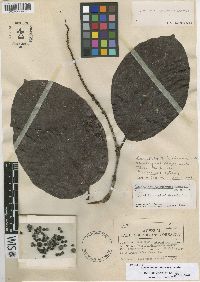 Coccoloba hondurensis image