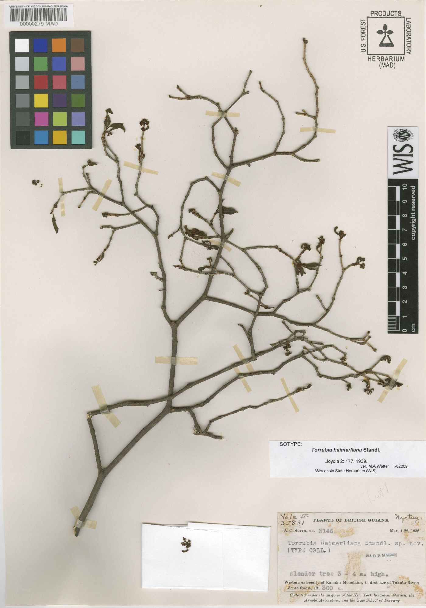 Guapira salicifolia image