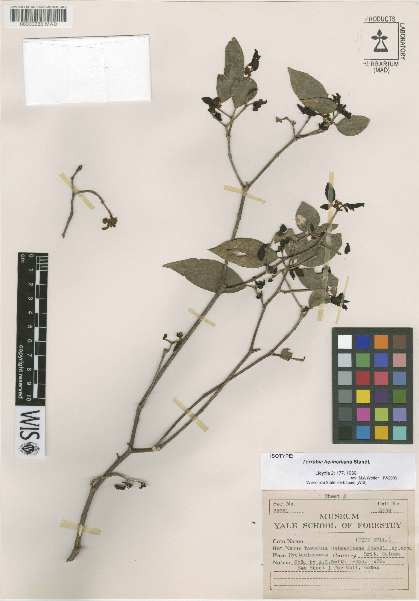 Guapira salicifolia image