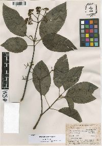 Media resource of Guapira kanukuensis