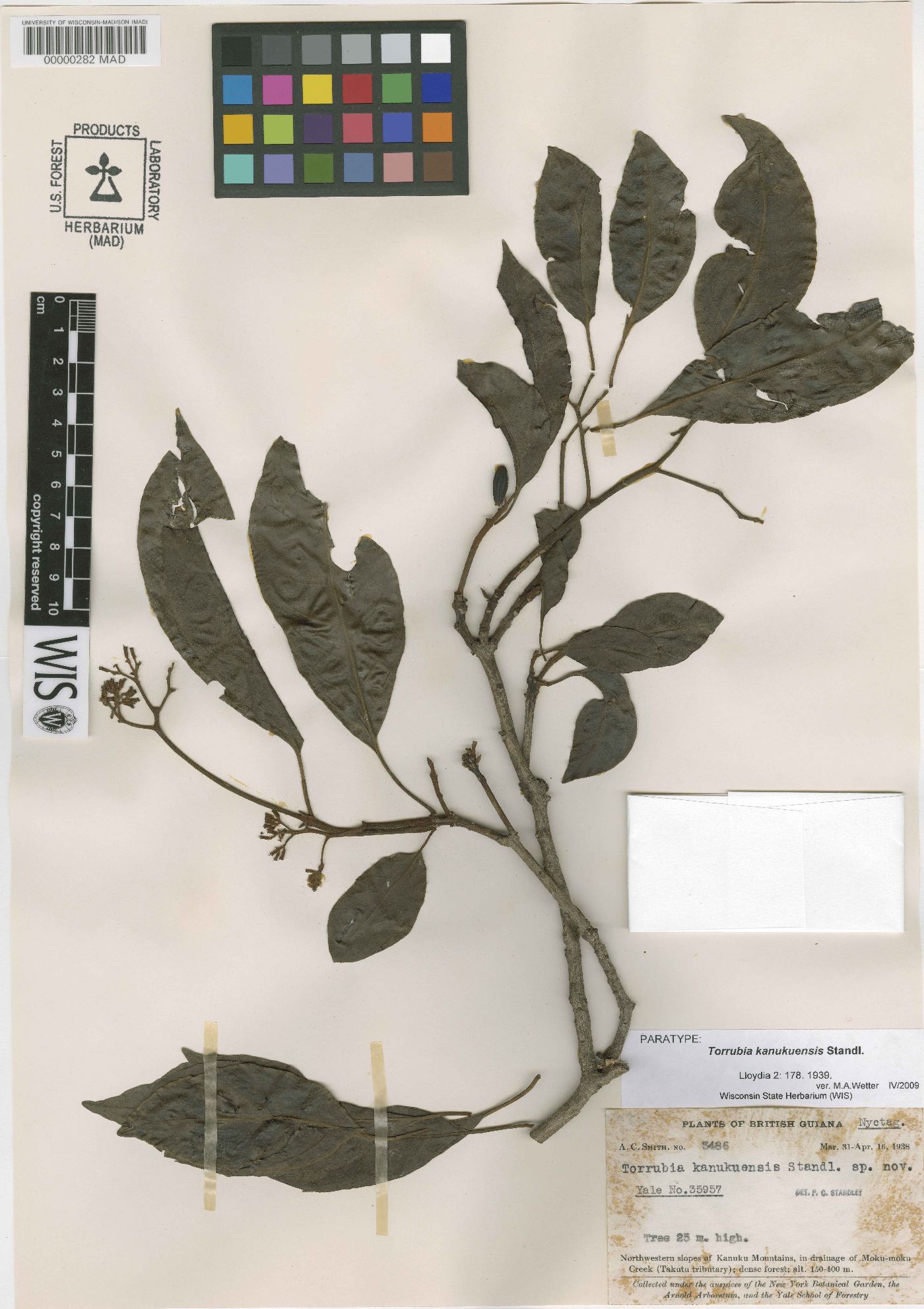 Guapira kanukuensis image