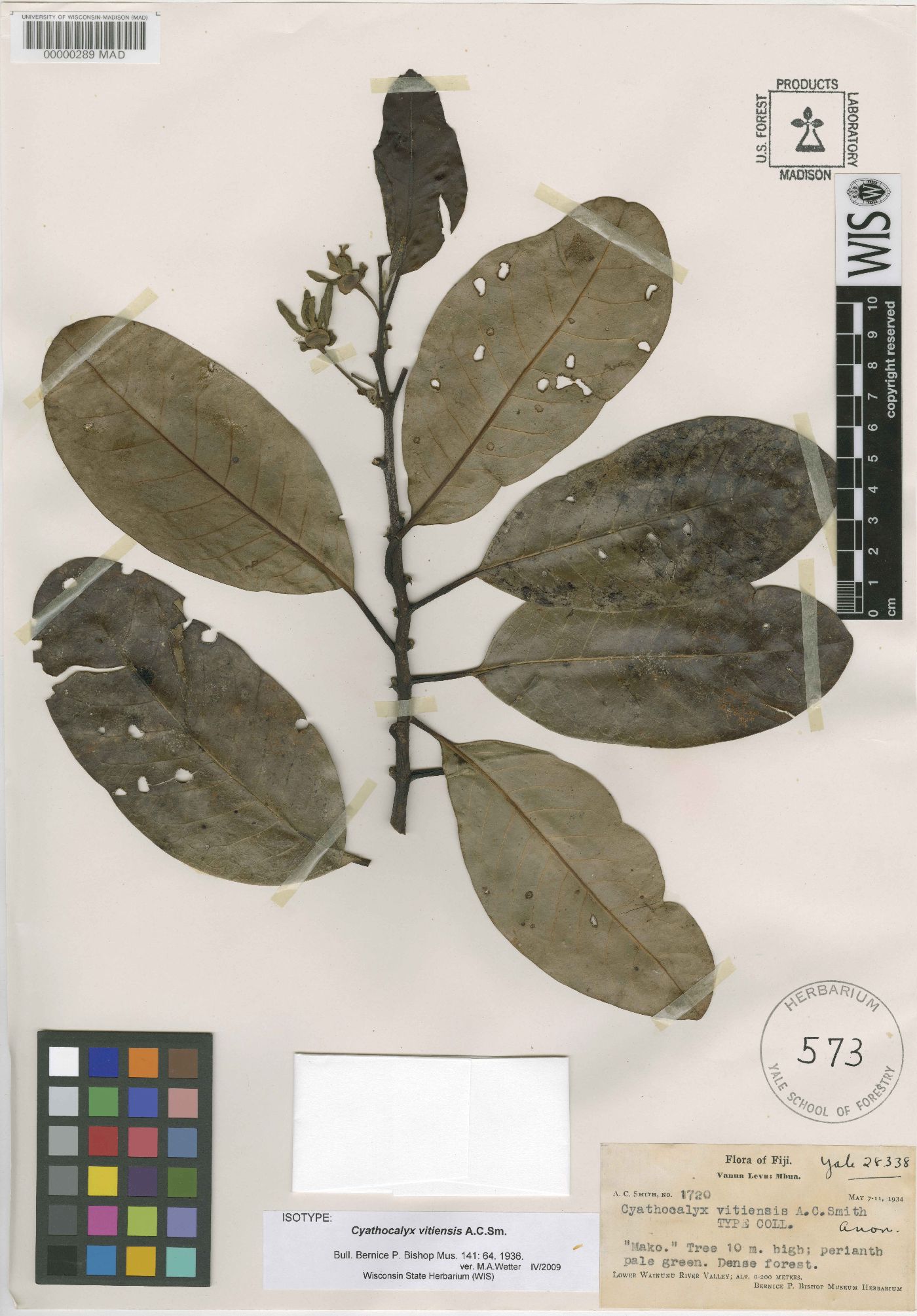 Drepananthus vitiensis image