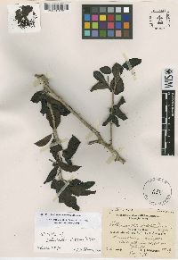 Image of Lettowianthus stellatus