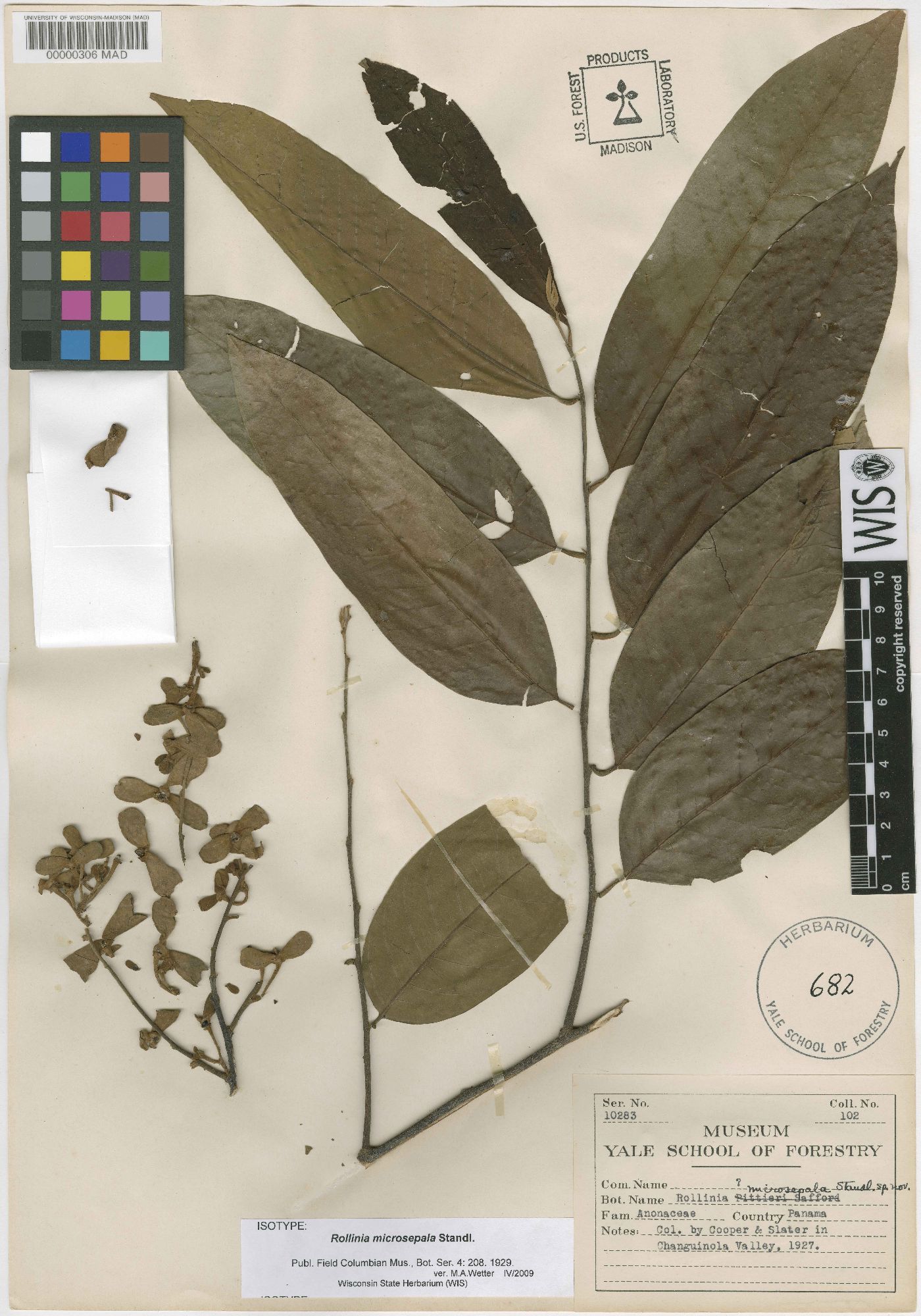 Annona papilionella image
