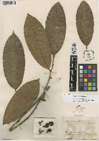 Image of Xylopia columbiana