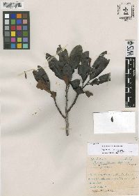 Image of Iryanthera tricornis