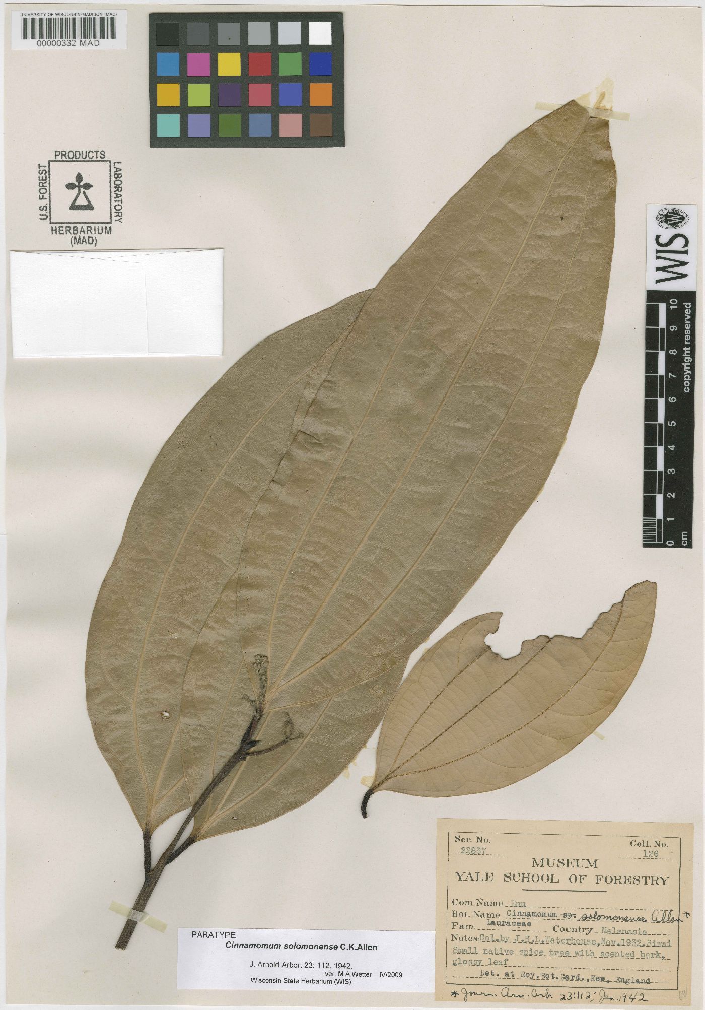 Cinnamomum solomonense image