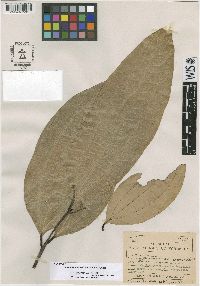 Media resource of Cinnamomum solomonense