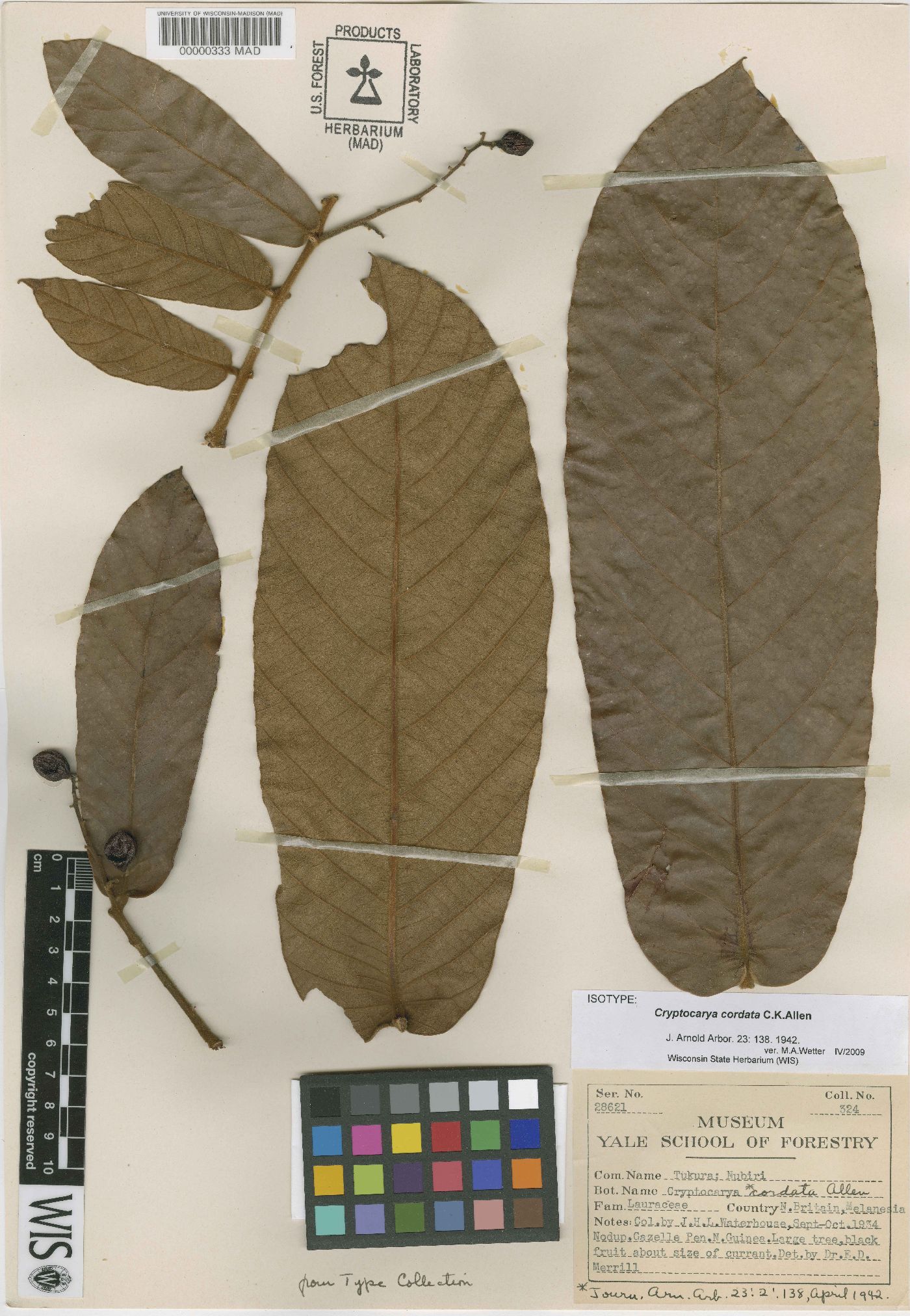 Cryptocarya cordata image