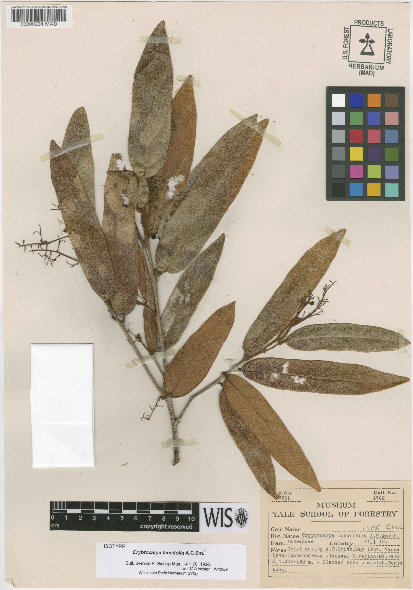 Cryptocarya lancifolia image