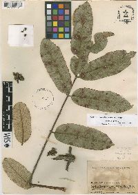 Image of Brunellia occidentalis