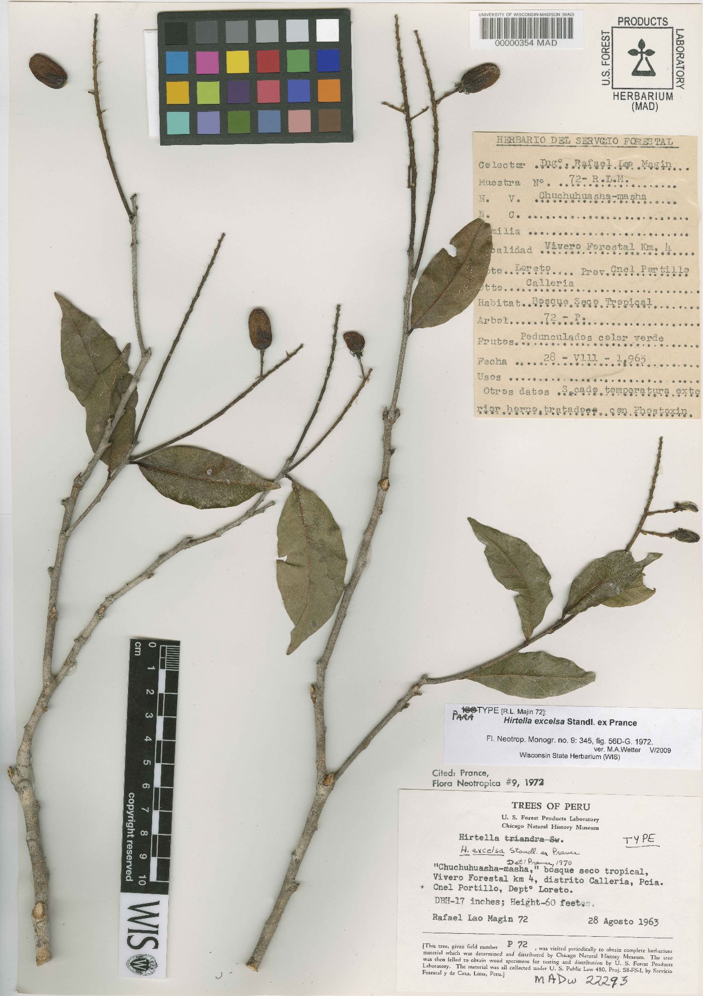 Hirtella excelsa image