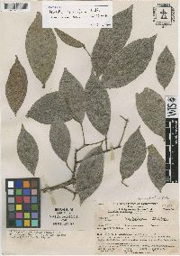 Image of Hirtella pauciflora