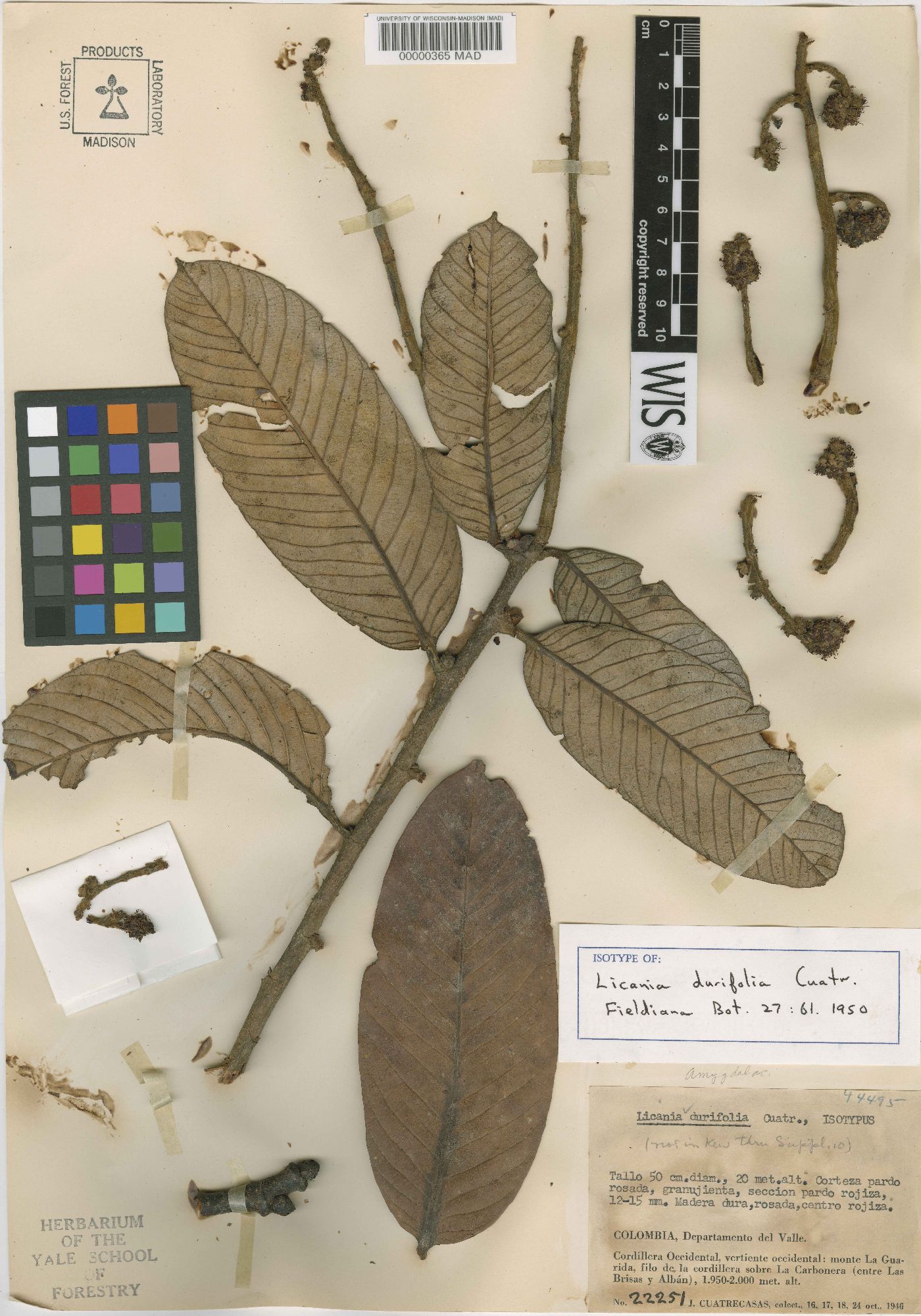 Licania durifolia image