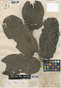 Licania durifolia image
