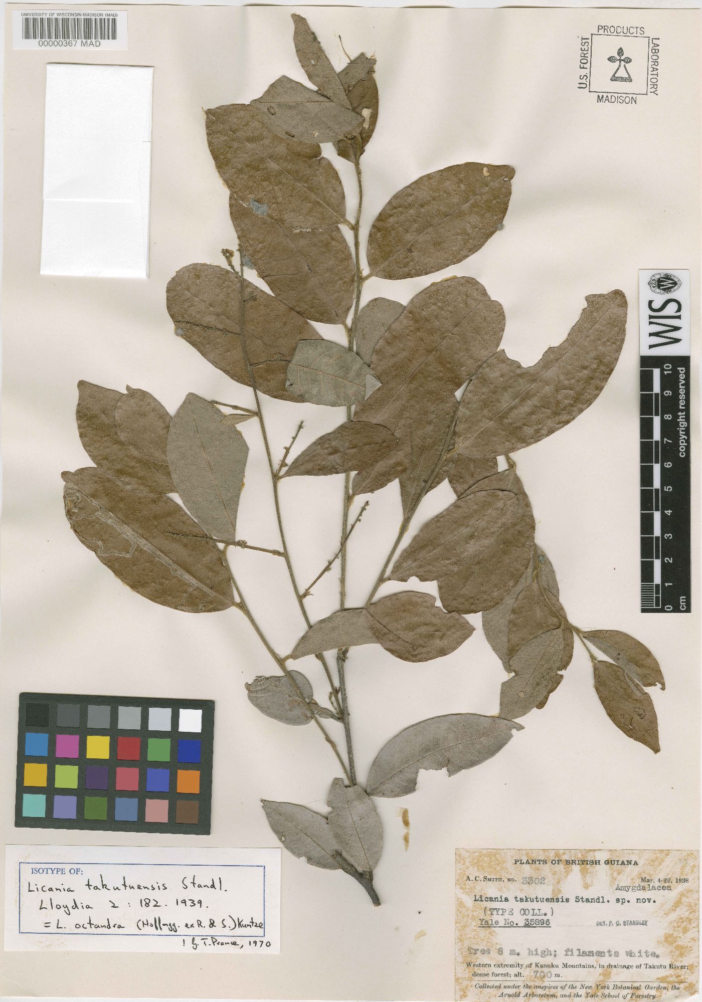 Licania octandra image