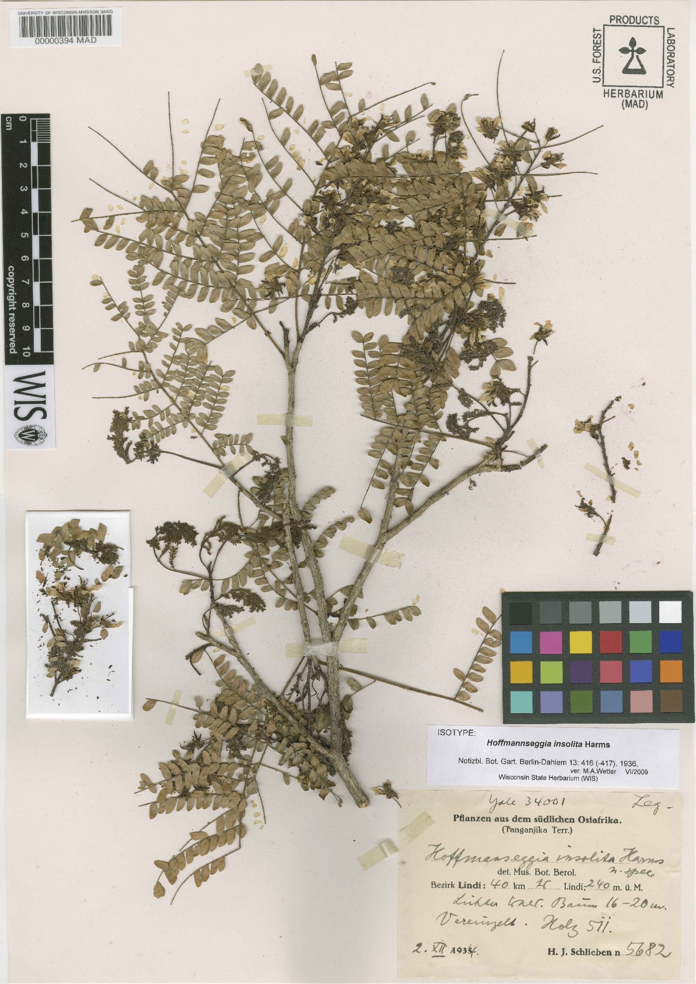 Caesalpinia insolita image