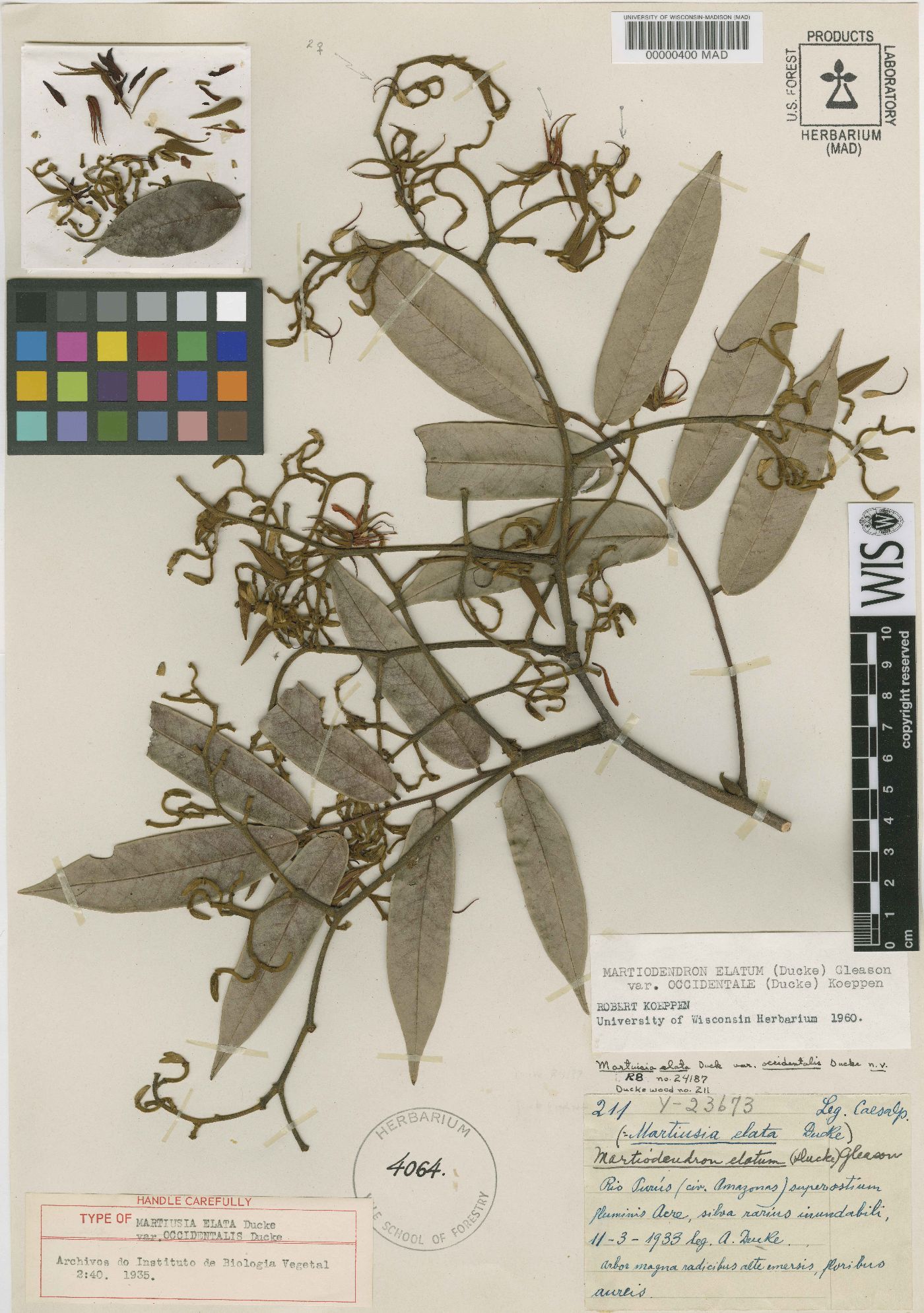 Martiodendron elatum image