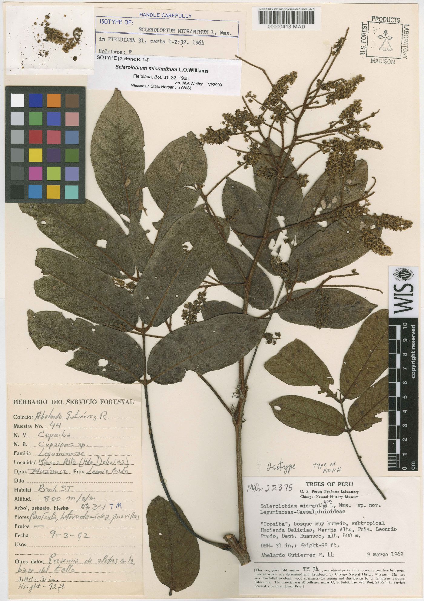 Sclerolobium micranthum image