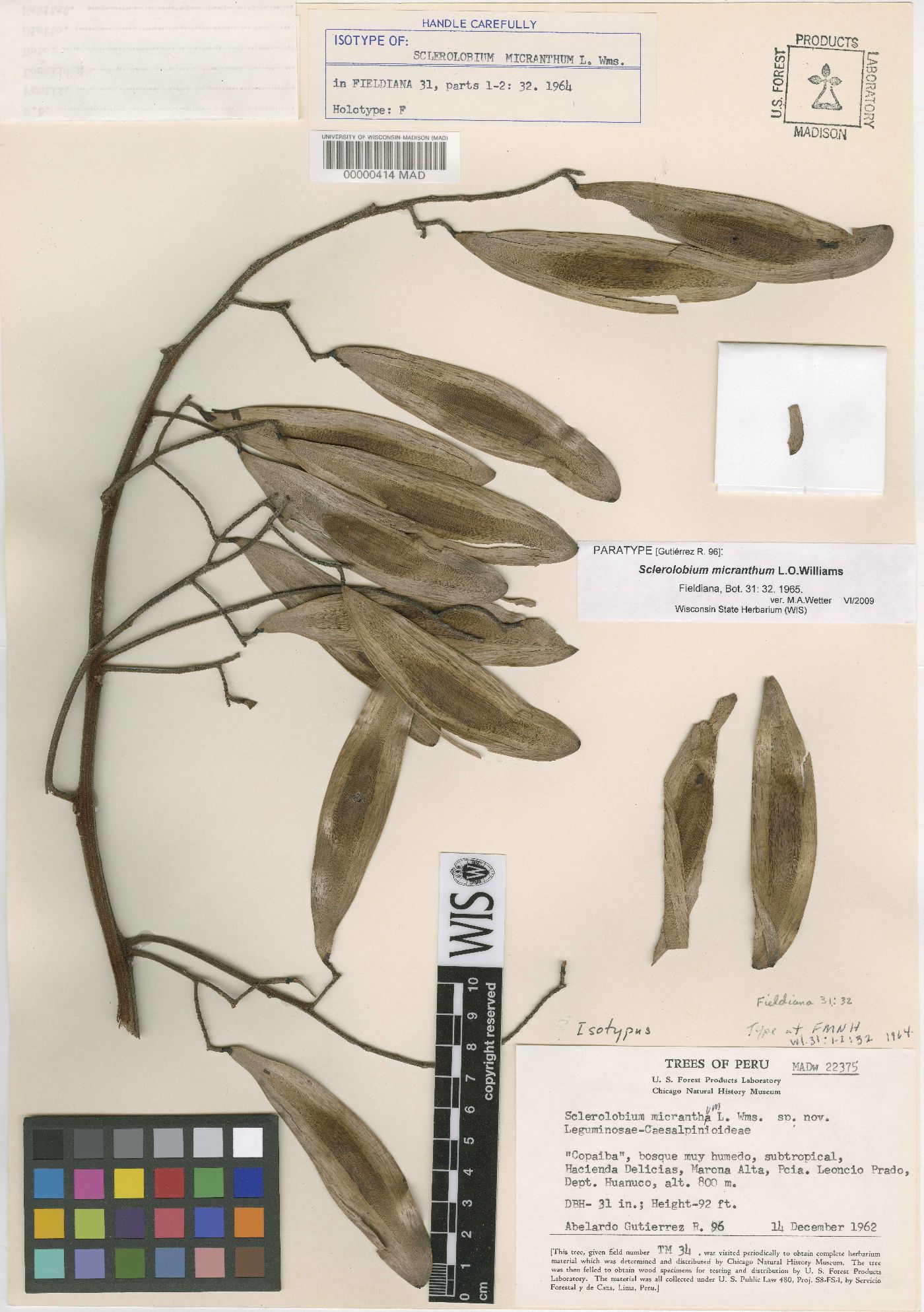 Sclerolobium micranthum image