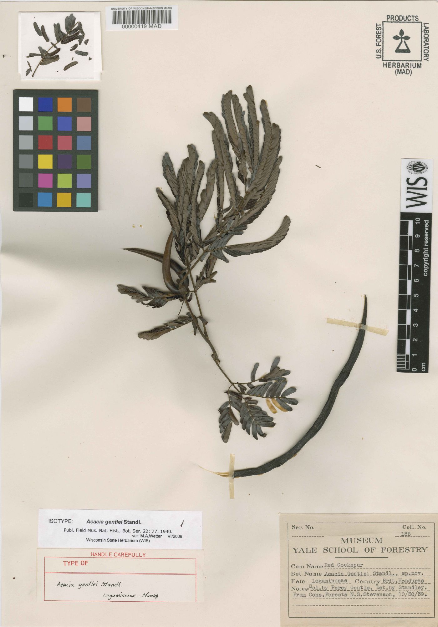 Vachellia gentlei image