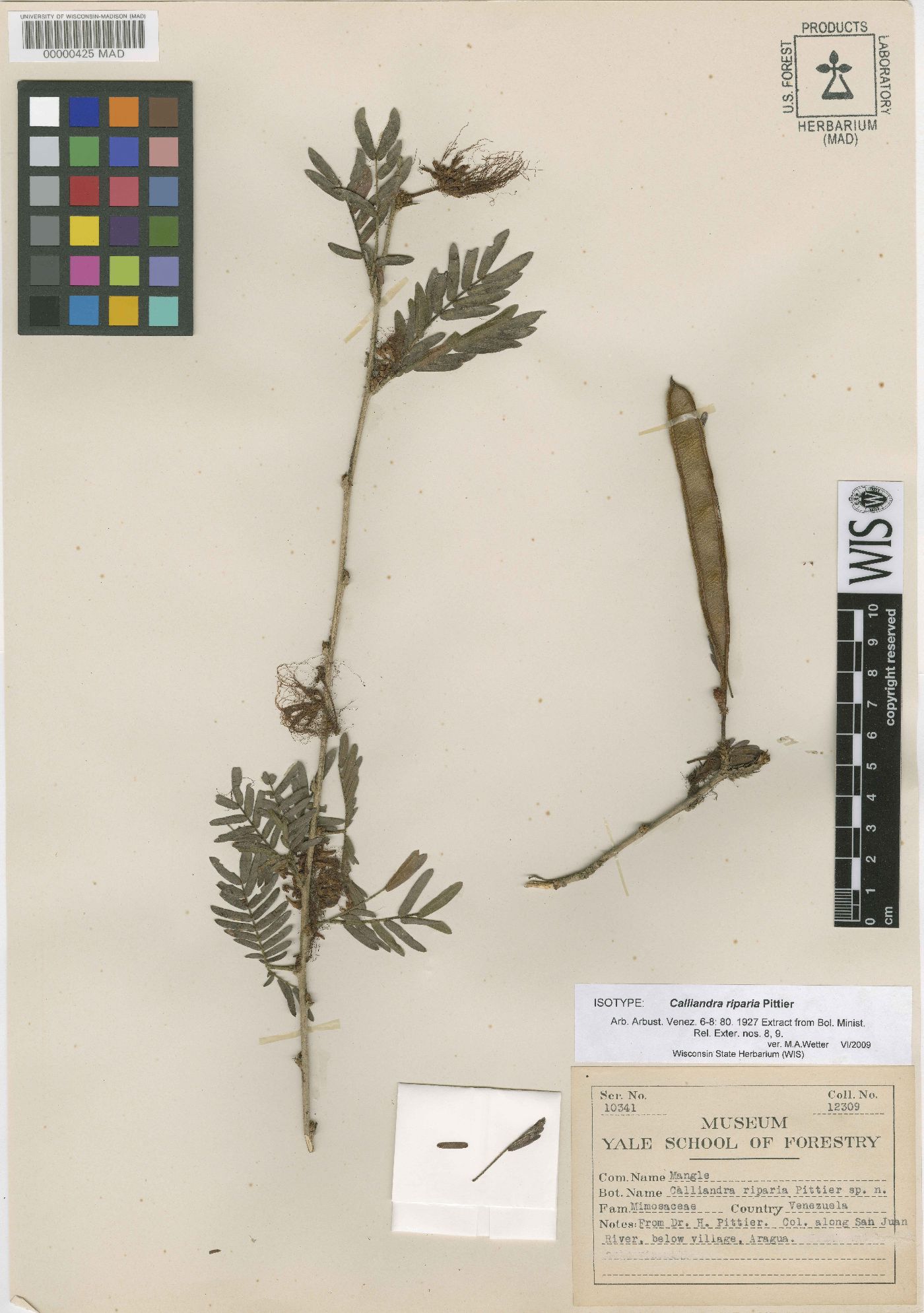 Calliandra riparia image