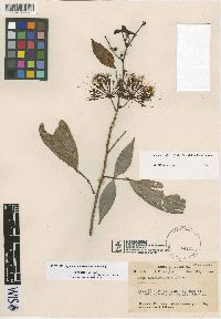 Inga umbellifera image