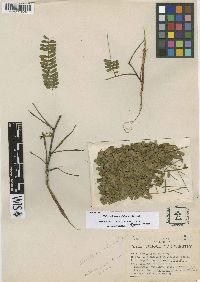 Chloroleucon dumosum image