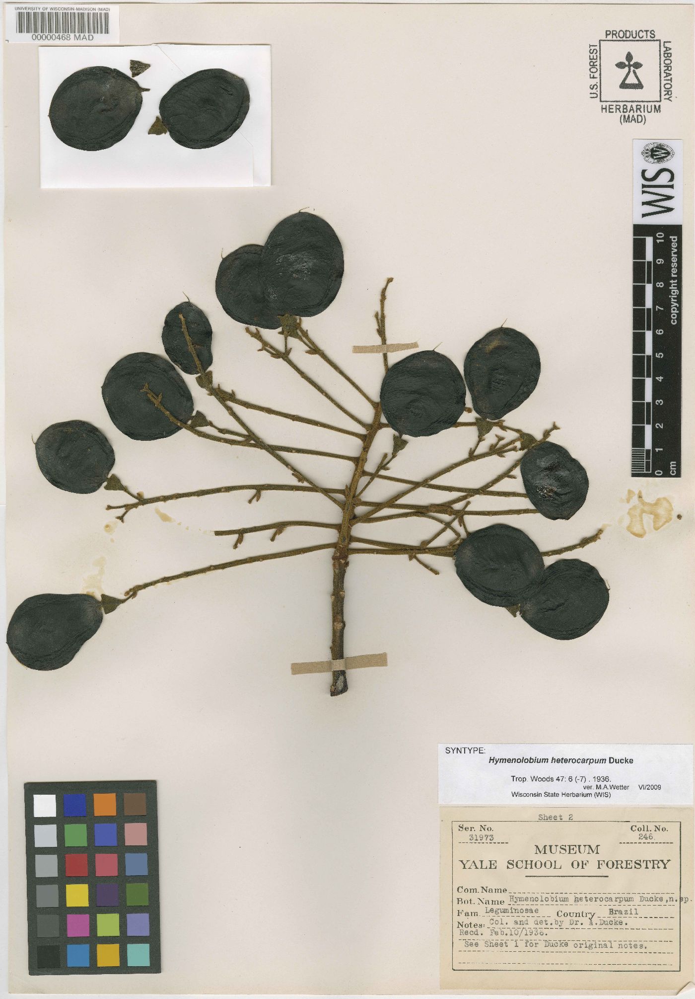 Hymenolobium heterocarpum image