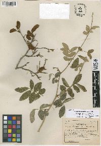 Image of Lonchocarpus crucisrubierae
