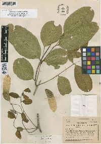 Image of Machaerium grandifolium