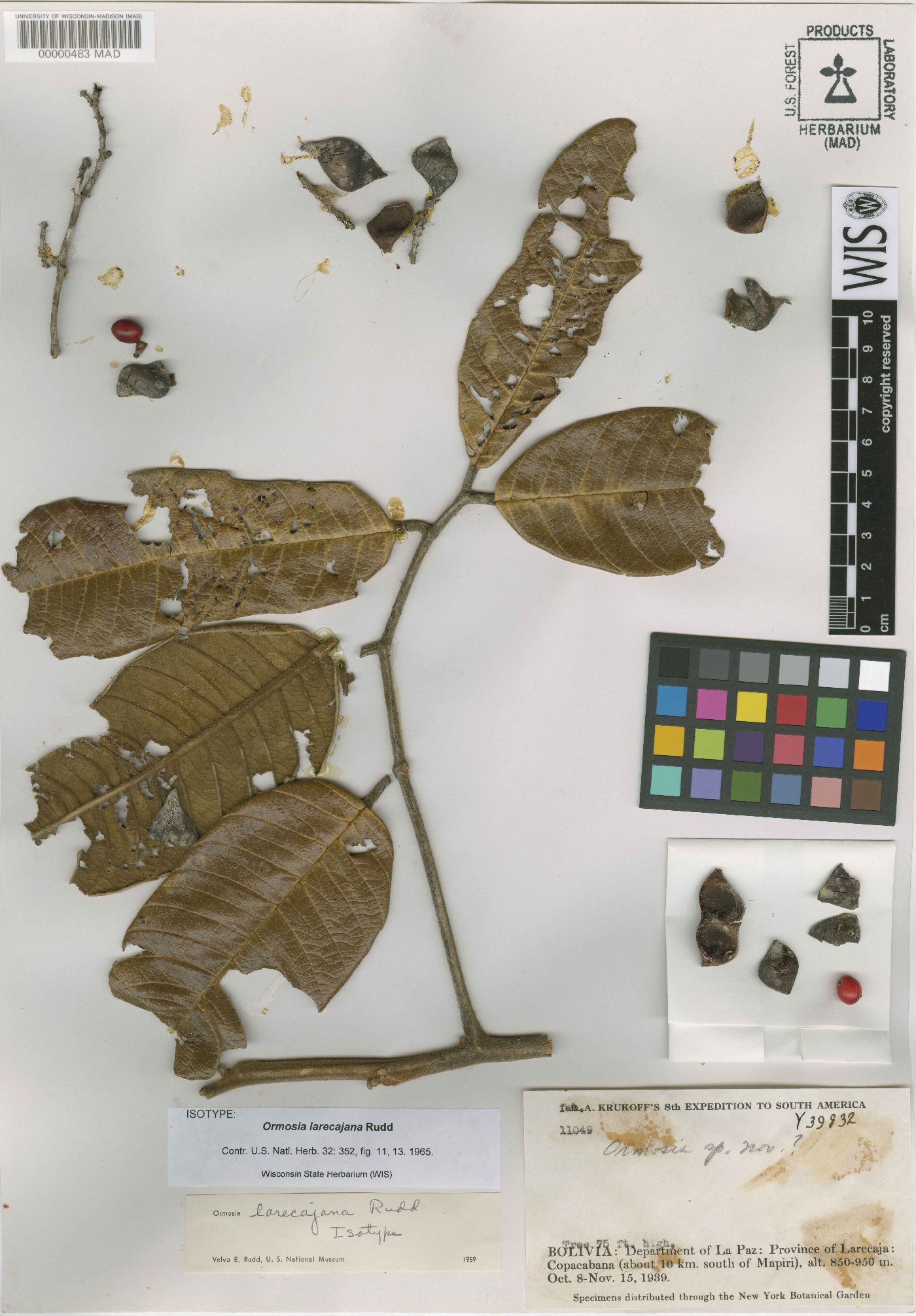 Ormosia larecajana image