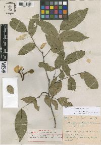 Image of Swartzia ingifolia