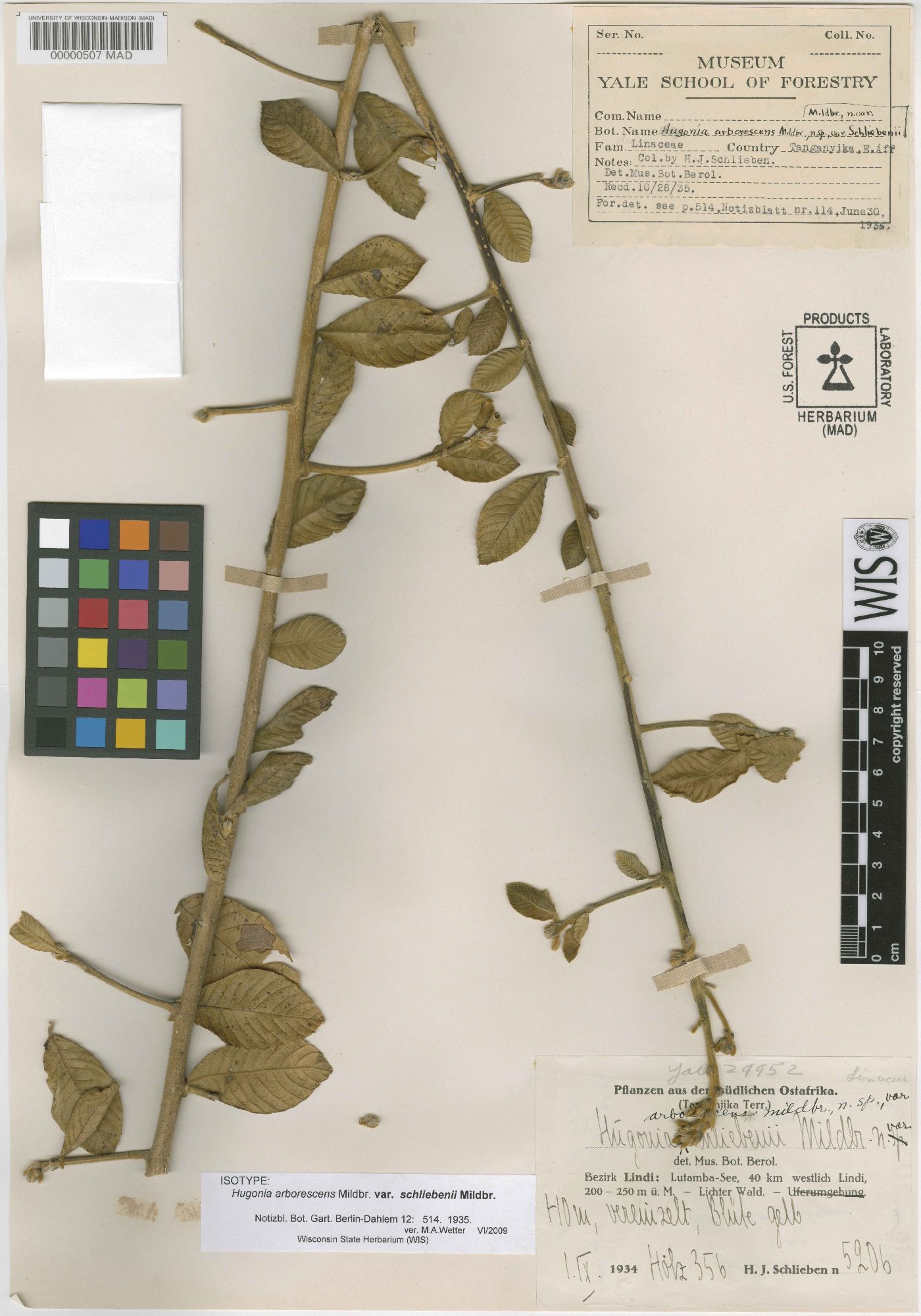 Hugonia busseana image