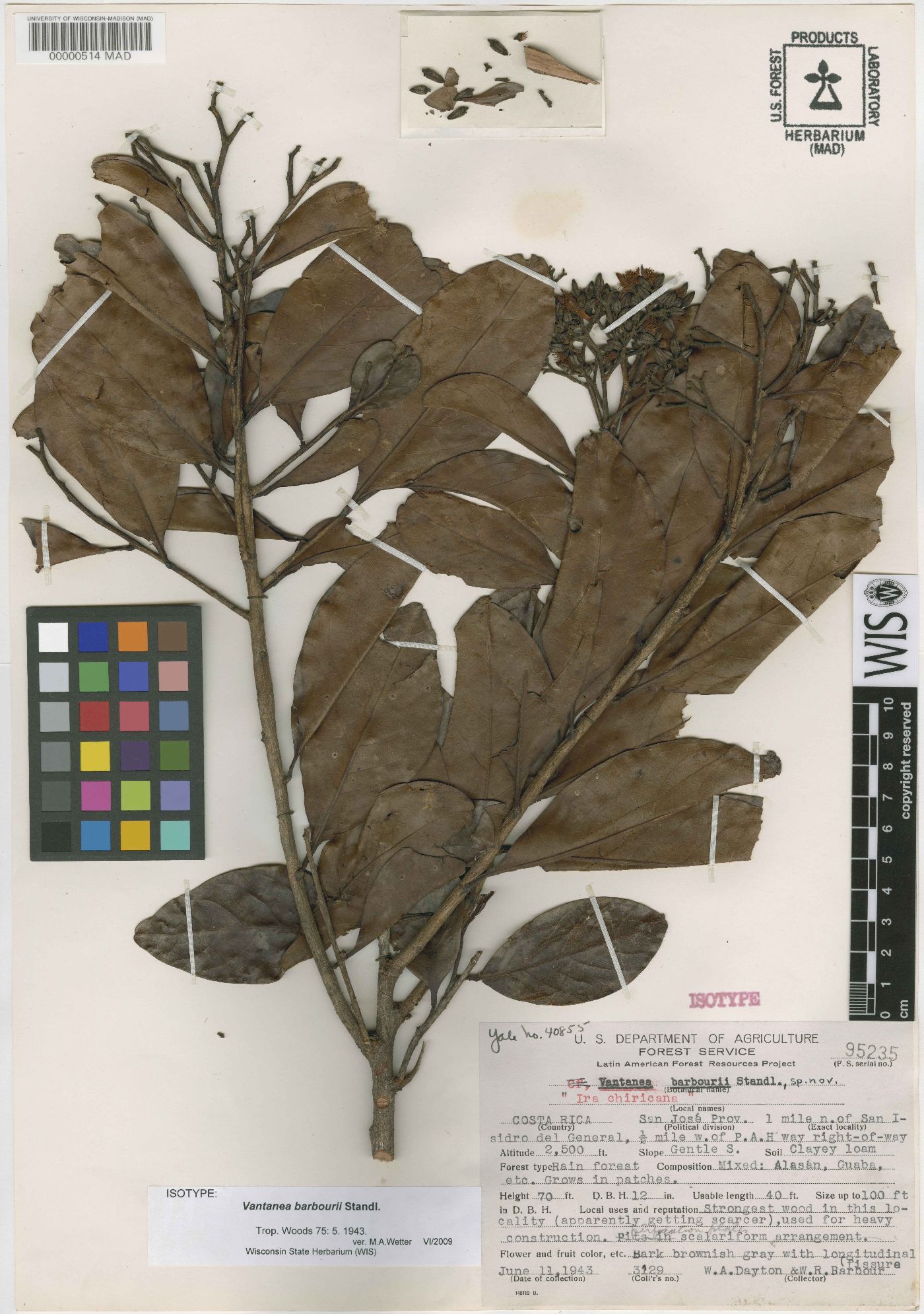 Vantanea barbourii image