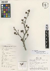 Erythroxylum pacificum image