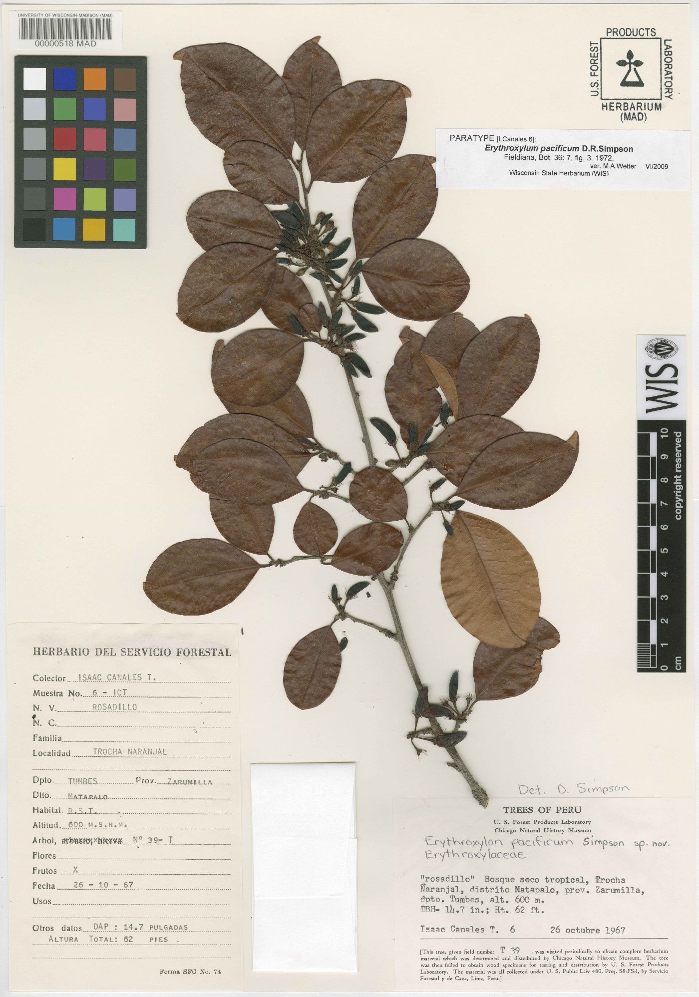 Erythroxylum pacificum image