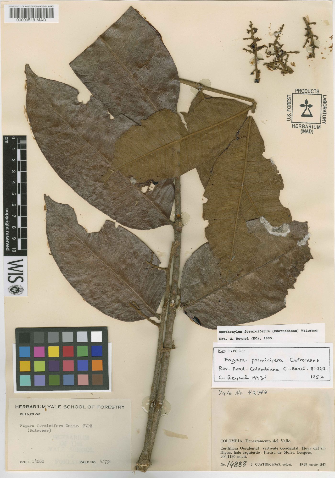 Zanthoxylum formiciferum image