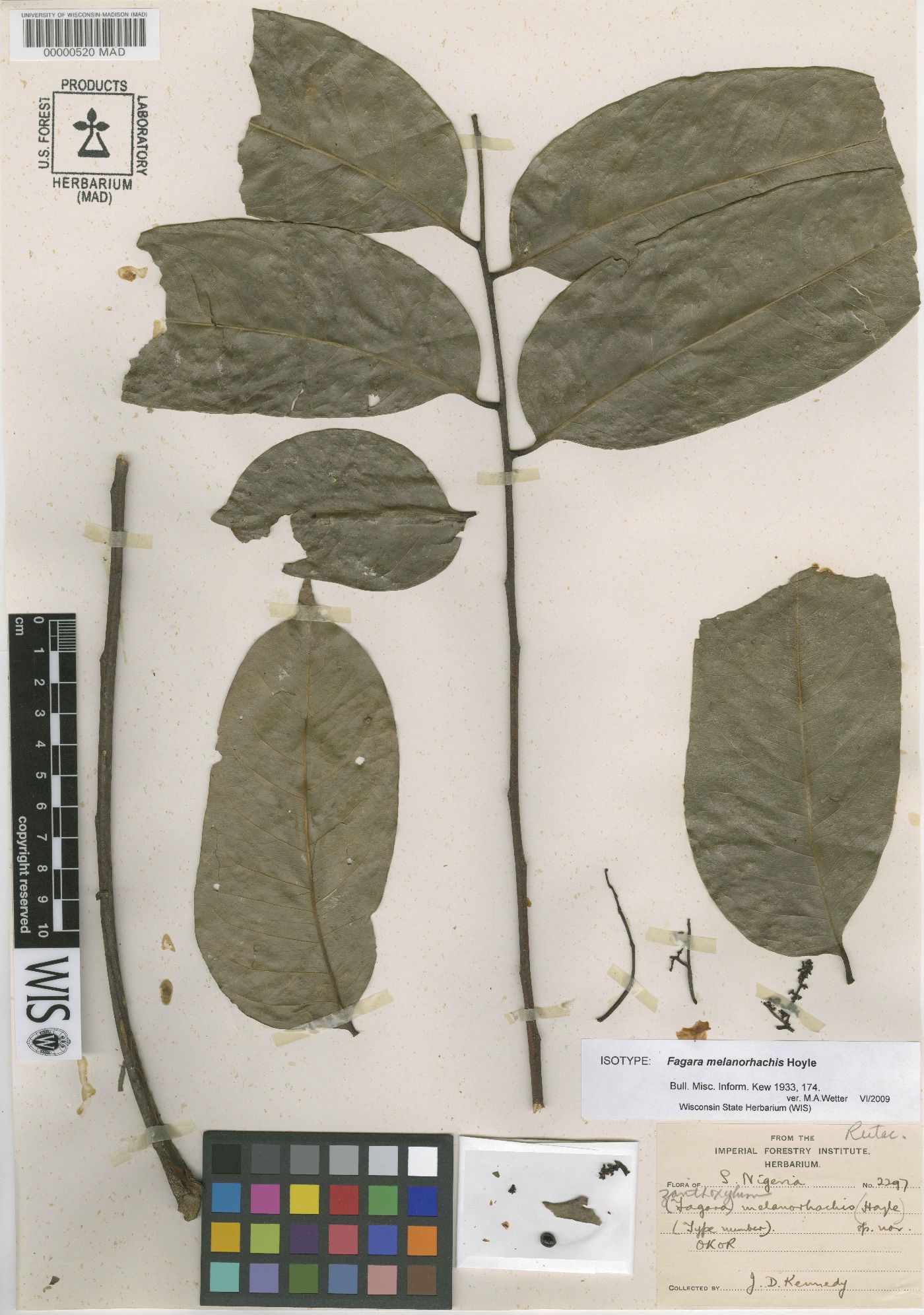 Zanthoxylum gilletii image