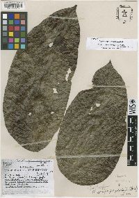 Zanthoxylum megistophyllum image